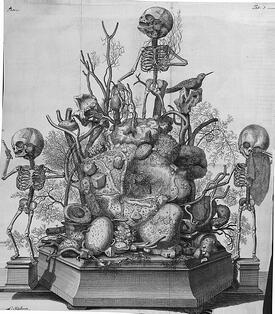 ruysch1