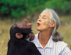 Jane Goodall Portrait with Chimpanzee