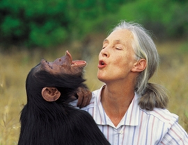 Jane Goodall Portrait with Chimpanzee