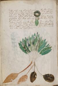 Voynich_Manuscript_PD