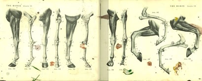 Atlas_de_Anatomia_Animal_Siqueiros_BTYW.jpg