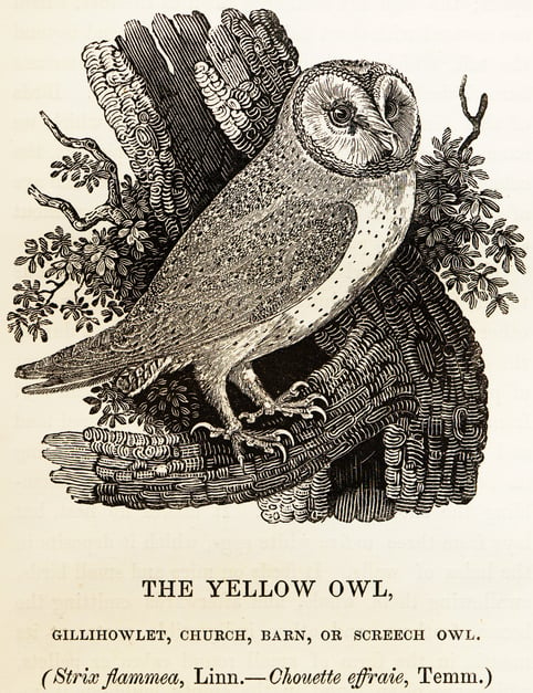 Bewick_Thomas_Barn_Owl_Tyto_alba.png