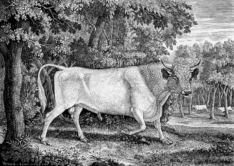 Chillingham_Bull_by_Thomas_Bewick_1789.jpg