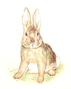 beatrix potter rabbit beatrix potter rabbit