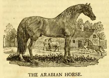 The_Arabian_Horse_from_Bewick's_Quadrupeds_1790.jpg