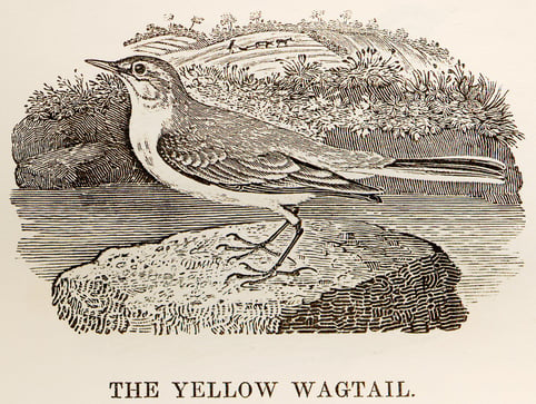Yellow_Wagtail_woodcut_in_Bewick_British_Birds_1797.jpg