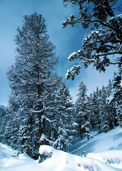 snow-trees-books-tell-you-why-1.jpeg