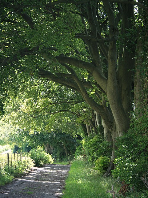 Row_of_beech_trees_on_the_Wayfarers_Walk_-_geograph.org.uk_-_490866.jpg
