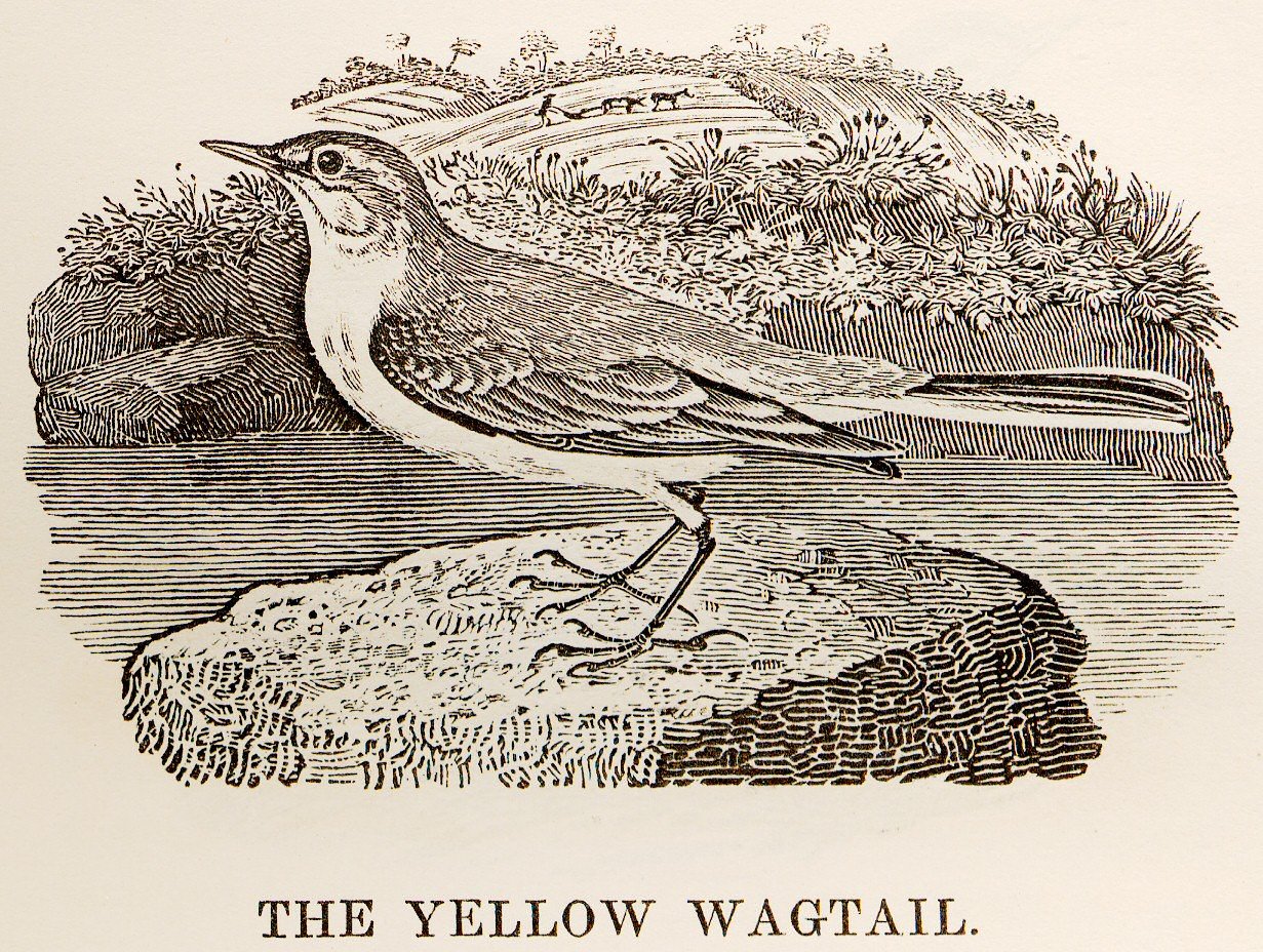 Yellow_Wagtail_woodcut_in_Bewick_British_Birds_1797.jpg